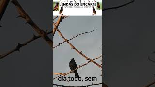 Tiziu  Volatinia jacarina Tiziu CantoDoTiziu AvesBrasileiras Pássaros TiziuNaNatureza birds [upl. by Sueddaht]