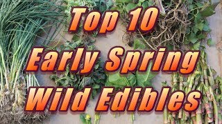 🌿 My Top 10 Early Spring Wild Edibles [upl. by Epperson]