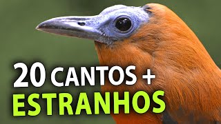 20 AVES com os CANTOS MAIS ESTRANHOS do Brasil [upl. by Airrotal]