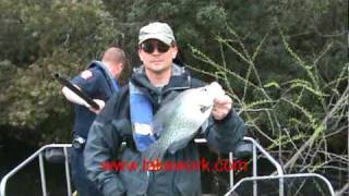 Electrofishing Survey on Coastal South Carolina Lake Shock Boat [upl. by Enilehcim]