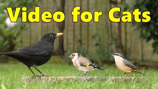 Birds for Cats to Watch Videos  Birds On The Ground  Cat TV Video by Paul Dinning ⭐ 8 HOURS ⭐ [upl. by Airtemad]