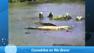 Capturan un cocodrilo en el Río Bravo alertan sobre peligro [upl. by Acirej]