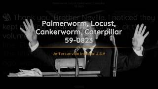 590823 Palmerworm Locust Cankerworm Caterpillar  William Branham [upl. by Ydnas]