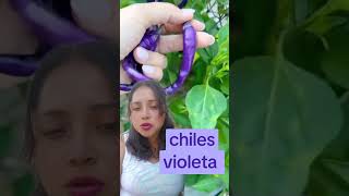 Chiles violetas viralreels viralvideo satisfying [upl. by Elora896]