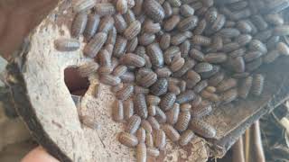 Armadillidium granulatum Care [upl. by Quenby]