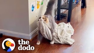 Rescue Cat Carries Her Favorite Blanket All Around The Apartment  The Dodo [upl. by Milinda]