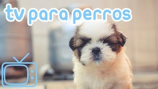 TV de perro Videos para entretener a los perros con música relajante [upl. by Ainer71]