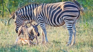 Baby Zebra Takes First Steps Just Minutes After Being Born [upl. by Couture]