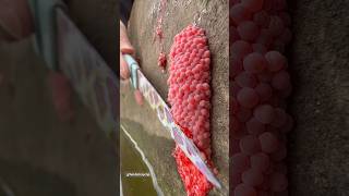 snail eggs  apple snail eggs amazingfacts factsinhindi animals trending ytshorts [upl. by Elleined]