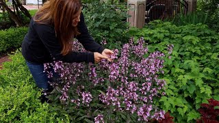 Penstemon in Full Bloom ‘Midnight Masquerade’ 💜😍🥰 [upl. by Cleasta]