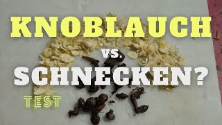 Kann Knoblauch Schnecken abschrecken Im Test [upl. by Elleinnad]