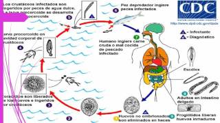 Diphyllobothrium latum [upl. by Sedgewinn]