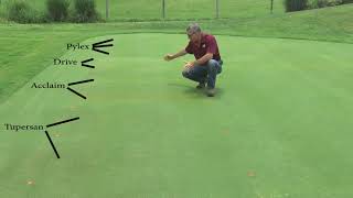 Controlling Crabgrass and Goosegrass on Golf Greens Herbicide Programs [upl. by Nagy]