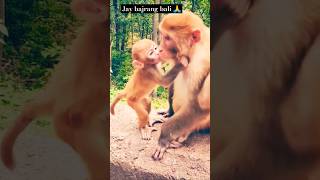 Jay bajrang bali 🙏 Jay hanuman bollywood bhajansong hindimusicsong monkey maa love bhaktisong [upl. by Anivahs]