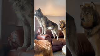 Love changes animals pets dog wolf amazing love cute shortvideo shorts fyp [upl. by Madlen747]