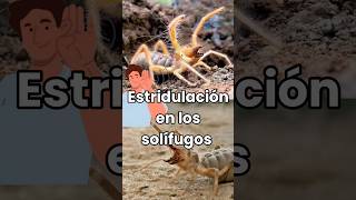 Estridulación en solífugos solifugae camelspider inofensivos sonidos fyp shorts defensivos [upl. by Adnocahs]