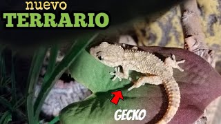 Salamanquesa Común MASCOTA TERRARIO GRANDE NATURAL como cuidarla correctamente AKI LÍA ACTUALIZADO [upl. by Ahsoek483]