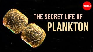 The Secret Life of Plankton [upl. by Athene]