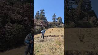 Climbing to Pikey Peak with rhododendrons lighting up the path trekking nature explorenepal [upl. by Eadrahs]