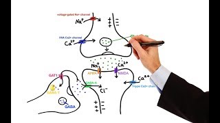 Pharmacology  ANTIEPILEPTIC DRUGS MADE EASY [upl. by Keiryt403]