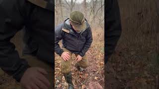 Spotted Salamanders in the southern Appalachians [upl. by Vine799]