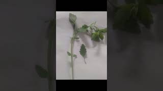 Chenopodium album photoBest photographytrendingyoutubeshortsshortphotographybestbeuatiful [upl. by Yesdnyl169]