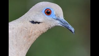 White winged Dove [upl. by Rissa]