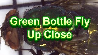 Common Green Bottle Fly Close Up Microscope Video HD 1080P Green Metallic Colored Body Flies [upl. by Elleinaj694]