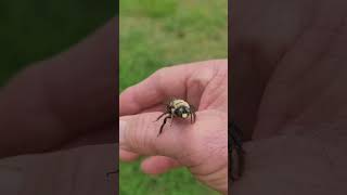 YELLOW FACE BUMBLE BEES CANT STINGDid You Know That [upl. by Niwroc]