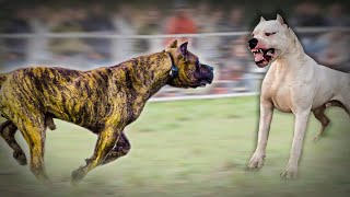 Dogo Argentino VS Presa Canario [upl. by Harac]