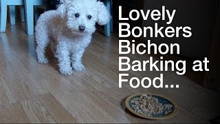 Bichon Frise X Bonkers Barking Very Fierce Poochie How animals eat  or dont [upl. by Enyalahs319]