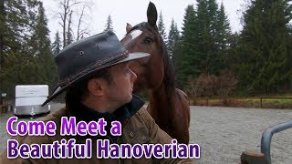 Come Meet a Beautiful Hanoverian Horse [upl. by Mazel113]