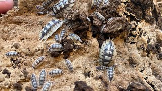 Porcellio expansus and tips for a successful culture [upl. by Kcolttam445]