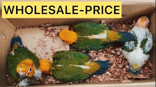 Lowest price in Bangalore  Birds for sale in Bangalore [upl. by Mcclain770]