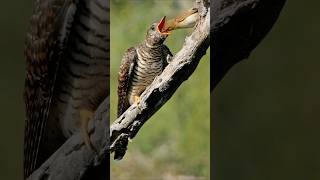 brood parasitismA common cuckoo chick is feeding by reed warbler adult [upl. by Lissner]