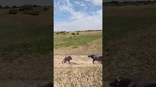 Bison protects its cub and intercepts a lion This action is amazing Animals compete in combat [upl. by Ettezil820]