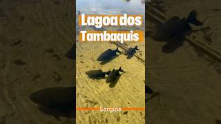 Conhecemos a Lagoa dos Tambaquis no Sergipe e ficamos encantados com o lugarsergipe travelbrazil [upl. by Longwood]