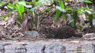 Gatodomatopequeno Leopardus guttulus Salesópolis BR por Antonio Silveira [upl. by Nueoras859]