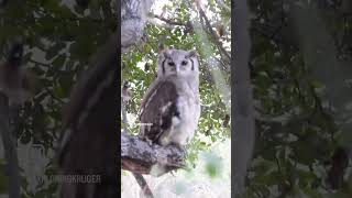 verreaux eagleowl and bulbul wildlife krugernationalpark birds [upl. by Aoh837]