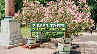 7 Best Trees To Grow in a Pot 💕 Container Garden Ideas 👍 [upl. by Fennessy]