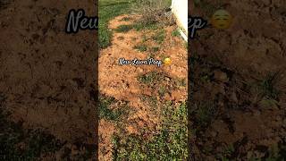 HELP Lawn in trouble lawncare yard lawnmaintenance grassseed newlawn yardwork lawngoals [upl. by Aicener]