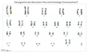 Homologe Chromosomen [upl. by Clive960]