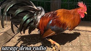 Pure Radio Cowan Grey  Savagedena Farm [upl. by Eloise112]