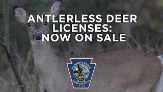 Antlerless Deer Licenses Now On Sale [upl. by Notyarb]