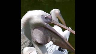 😲🔥Pelican जो साब कुछ खा जाते है shots animals [upl. by Etnoled]