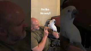 Buster the cockatoo rantstory time with Dad subtitles [upl. by Nic422]