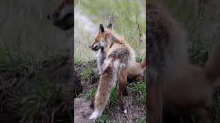 Fox kit nuzzling its parent short shorts fox wildlife [upl. by Morley]