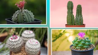 17 Tipos de Cactus muy diferentes que deberías conocer y tener [upl. by Wight]