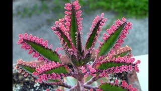 40 ESPÉCIES DE KALANCHOE PARA IDENTIFICAÇÃO [upl. by Santini]