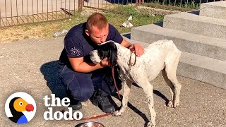 Lonely Dog Was Abandoned At A School  The Dodo [upl. by Tnert]